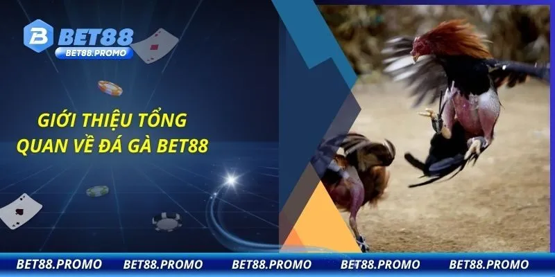 Giới thiệu tổng quan về đá gà BET88